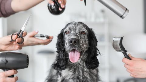 How to Effectively Remove Dog Hair from Your Home - SmartPaw