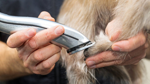 How to Trim Your Dog at Home: A Complete Guide - SmartPaw