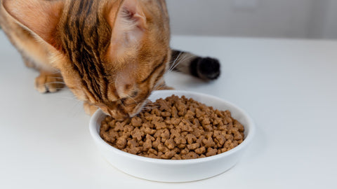 The 5 Biggest Feeding Mistakes Cat Owners Make (And How to Avoid Them!) - SmartPaw
