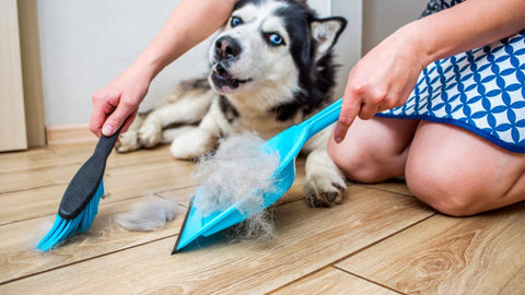 The Best Ways to Keep Your Home Clean with a Dog - SmartPaw
