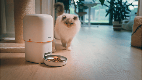 What Is the Best Feeding Time for Cats? Understanding Their Natural Rhythm - SmartPaw